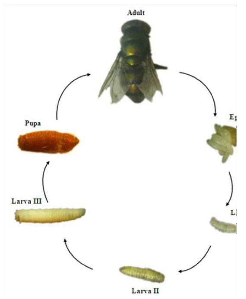 calliphoridae life cycle