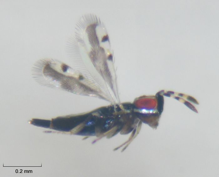 ablerus_chrysomphali_01_p06865_sunyer_1