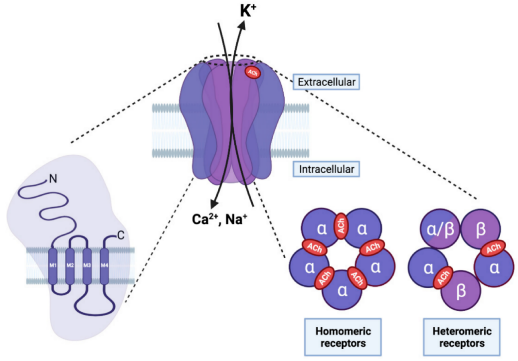 A diagram of a cell membrane
Description automatically generated