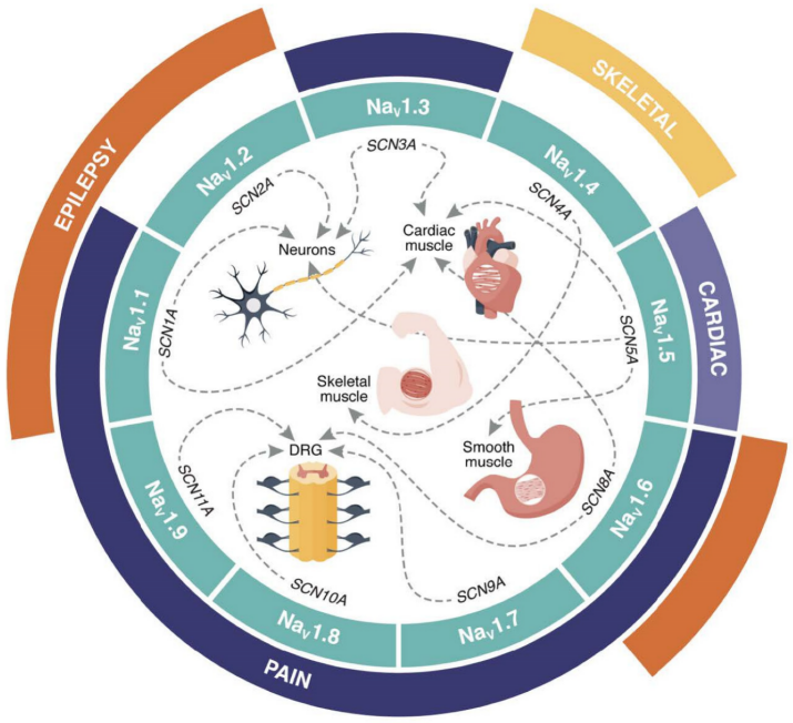 Toxins 16 00055 g001