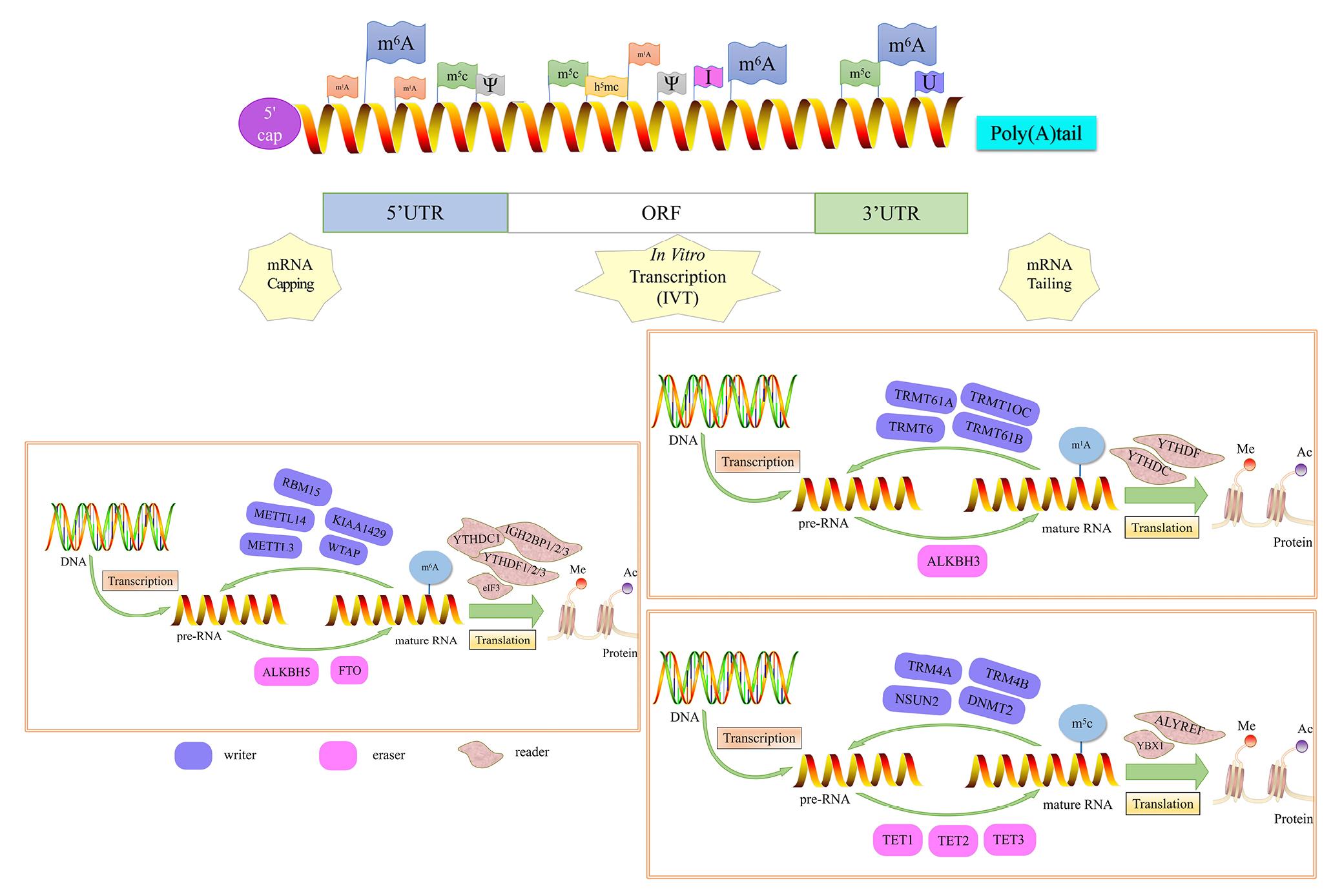 Mrna Stabilization 1